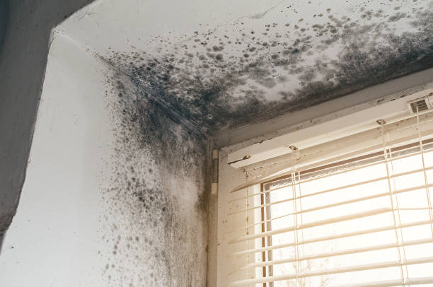 Affordable Mold Removal solutions in Somerset, PA
